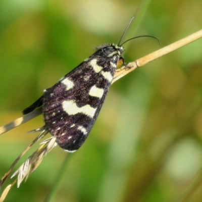 Phalaenoides tristifica (Willow-herb Day-moth) at West Belconnen Pond - 1 Jan 2022 by Christine
