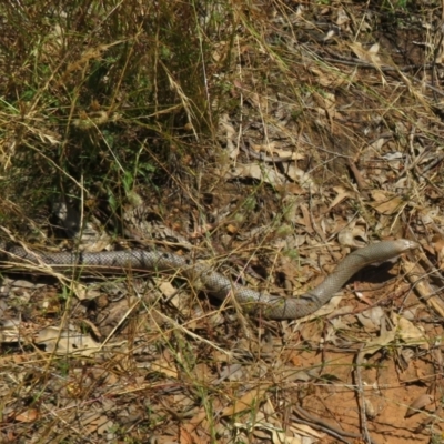 Pseudonaja textilis (Eastern Brown Snake) at Mount Ainslie - 1 Jan 2022 by Christine