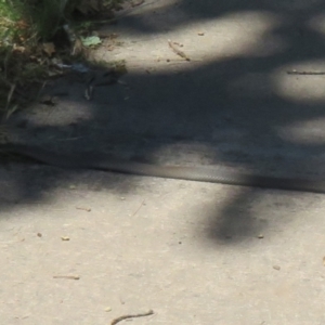 Pseudonaja textilis at Paddys River, ACT - 2 Jan 2022 11:50 AM