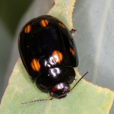 Paropsisterna octosignata (Eucalyptus leaf beetle) at Jerrabomberra, ACT - 10 Jan 2022 by rawshorty