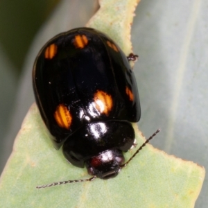 Paropsisterna octosignata at Jerrabomberra, ACT - 10 Jan 2022