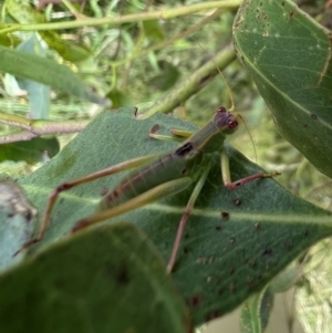 Caedicia simplex at Murrumbateman, NSW - 11 Jan 2022 05:06 PM