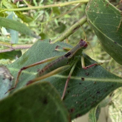 Caedicia simplex (Common Garden Katydid) at Murrumbateman, NSW - 11 Jan 2022 by SimoneC