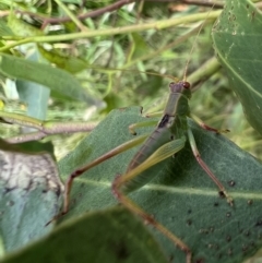 Caedicia simplex at Murrumbateman, NSW - 11 Jan 2022 05:06 PM