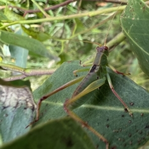 Caedicia simplex at Murrumbateman, NSW - 11 Jan 2022 05:06 PM