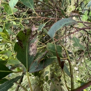 Caedicia simplex at Murrumbateman, NSW - 11 Jan 2022 05:06 PM