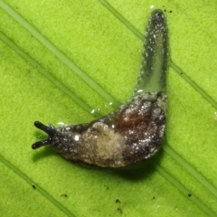 Cystopelta astra (Snowy Mountains Humpback Slug) at ANBG - 7 Jan 2022 by TimL