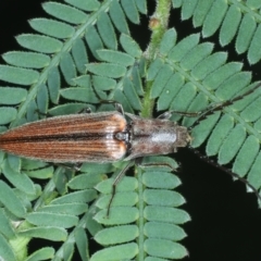 Elateridae (family) (Unidentified click beetle) at Monga National Park - 10 Jan 2022 by jb2602