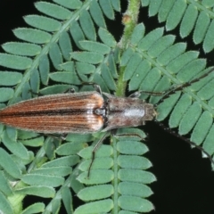 Elateridae sp. (family) (Unidentified click beetle) at Monga, NSW - 10 Jan 2022 by jb2602