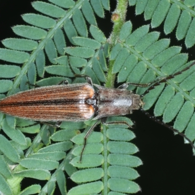 Elateridae sp. (family) (Unidentified click beetle) at Mongarlowe River - 10 Jan 2022 by jbromilow50