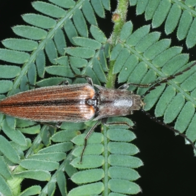 Elateridae (family) (Unidentified click beetle) at Monga National Park - 10 Jan 2022 by jb2602