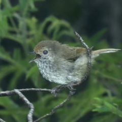 Acanthiza pusilla (Brown Thornbill) at Monga, NSW - 10 Jan 2022 by jb2602