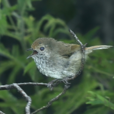 Acanthiza pusilla (Brown Thornbill) at Monga, NSW - 10 Jan 2022 by jbromilow50