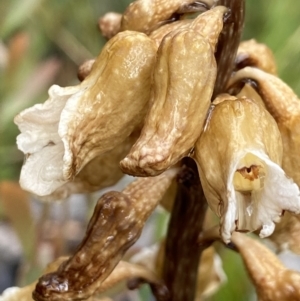 Gastrodia procera at Paddys River, ACT - 19 Dec 2021