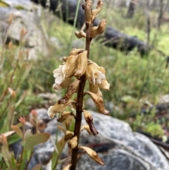 Gastrodia procera at Paddys River, ACT - suppressed