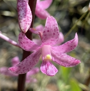 Dipodium roseum at Rendezvous Creek, ACT - suppressed