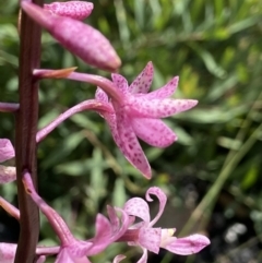 Dipodium roseum at Rendezvous Creek, ACT - 9 Jan 2022