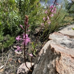 Dipodium roseum at Rendezvous Creek, ACT - suppressed