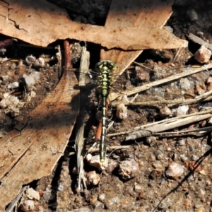 Austrogomphus guerini at Rendezvous Creek, ACT - 10 Jan 2022 10:30 AM