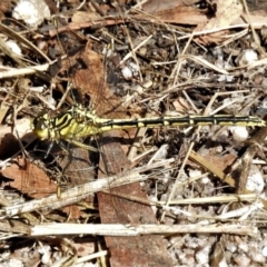 Austrogomphus guerini at Rendezvous Creek, ACT - 10 Jan 2022 10:30 AM