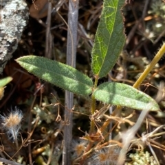 Grona varians (Slender Tick-Trefoil) at Fentons Creek, VIC - 11 Jan 2022 by KL