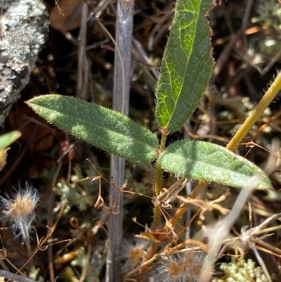 Grona varians (Slender Tick-Trefoil) at Fentons Creek, VIC - 11 Jan 2022 by KL