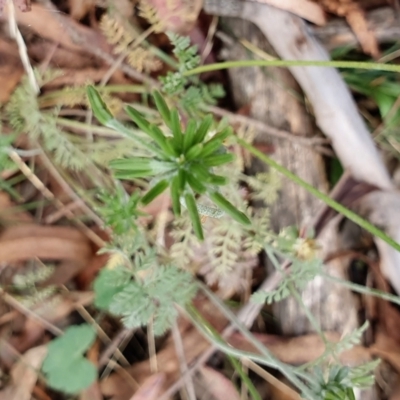 Oreomyrrhis eriopoda (Australian Carraway) at Yass River, NSW - 9 Jan 2022 by SenexRugosus