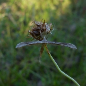 Platyptilia celidotus at Boro, NSW - suppressed