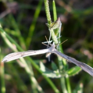 Platyptilia celidotus at Boro, NSW - suppressed