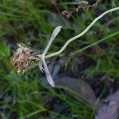 Platyptilia celidotus at Boro, NSW - suppressed