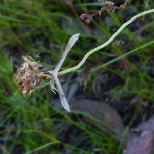 Platyptilia celidotus at Boro, NSW - suppressed