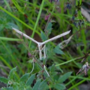 Platyptilia celidotus at Boro, NSW - suppressed