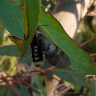 Nataxa flavescens (Nataxa Moth) at Boro - 10 Jan 2022 by Paul4K