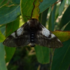 Nataxa flavescens at Boro, NSW - 10 Jan 2022