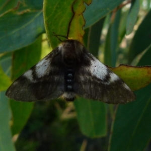 Nataxa flavescens at Boro, NSW - 10 Jan 2022