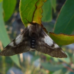 Nataxa flavescens at Boro, NSW - 10 Jan 2022