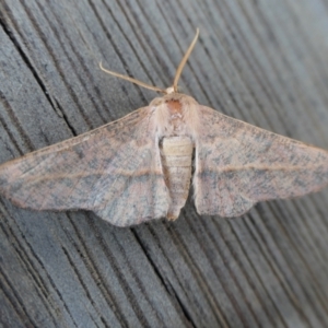 Antictenia punctunculus at Yass River, NSW - 8 Jan 2022