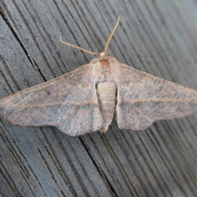 Antictenia punctunculus (A geometer moth) at Rugosa - 8 Jan 2022 by SenexRugosus