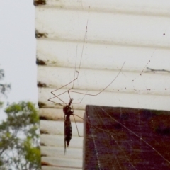 Ischnotoma (Ischnotoma) eburnea (A Crane Fly) at Boro, NSW - 10 Jan 2022 by Paul4K
