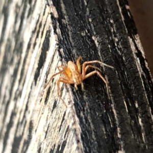 Oxyopes sp. (genus) at Aranda, ACT - 11 Jan 2022