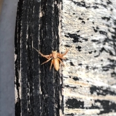 Oxyopes sp. (genus) at Aranda, ACT - 11 Jan 2022