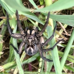 Tasmanicosa sp. (genus) (Unidentified Tasmanicosa wolf spider) at Aranda, ACT - 11 Jan 2022 by KMcCue