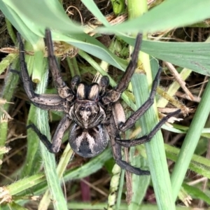 Tasmanicosa sp. (genus) at Aranda, ACT - 11 Jan 2022