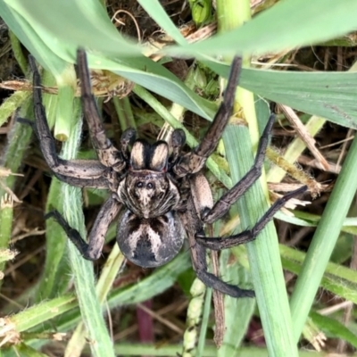 Tasmanicosa sp. (genus) (Tasmanicosa wolf spider) at Aranda, ACT - 11 Jan 2022 by KMcCue