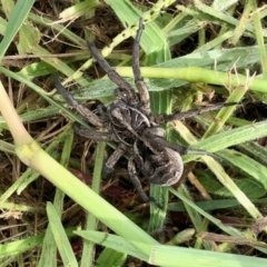 Tasmanicosa sp. (genus) at Aranda, ACT - 11 Jan 2022