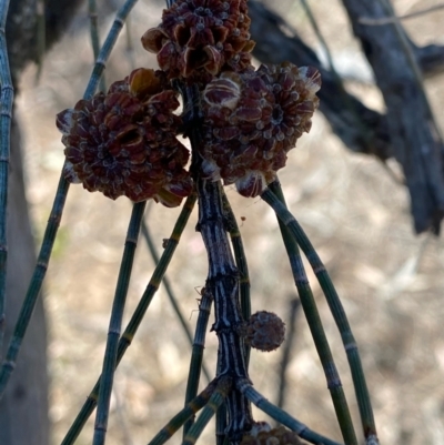 Allocasuarina luehmannii (Bulloak) at Fentons Creek, VIC - 10 Jan 2022 by KL