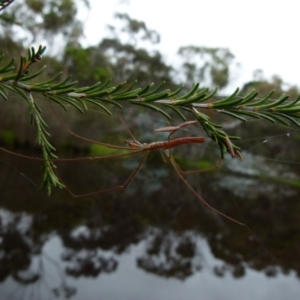 Tetragnatha sp. (genus) at Boro, NSW - suppressed