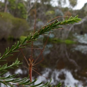 Tetragnatha sp. (genus) at Boro, NSW - suppressed