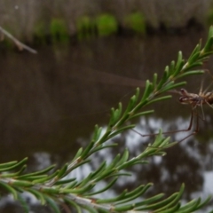 Tetragnatha sp. (genus) at Boro, NSW - suppressed