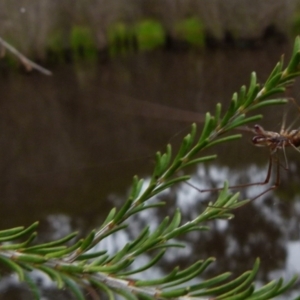 Tetragnatha sp. (genus) at Boro, NSW - suppressed